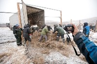 Около сотни благородных оленей доставили на Сахалин, Фото: 14