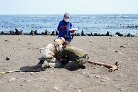 Тюлень с практически отрезанной головой пришёл за помощью к сахалинцам, Фото: 13