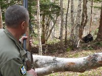 Медведя спасли из браконьерской ловушки на юге Сахалина , Фото: 7