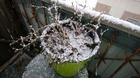 Снегопад в Южно-Сахалинске, Фото: 1