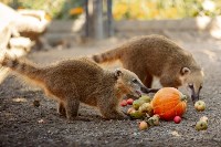 Сахалинский зоопарк просит горожан поделиться овощами и фруктами со зверями, Фото: 5