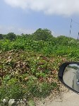 На заросли борщевика и травы жалуются южносахалинцы, Фото: 2
