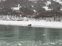 Сивучи в дождь катаются на льдине у берегов Шикотана, Фото: 4