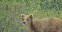 Молодой медведь пришёл на полигон в Северо-Курильске, Фото: 4