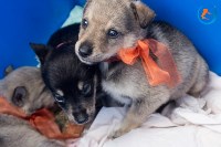 В рамках выставки беспородных собак в Южно-Сахалинске 8 питомцев обрели хозяев, Фото: 264