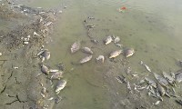 Берег озера в пригороде Южно-Сахалинска усеян мертвой рыбой, Фото: 4