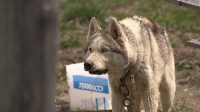 В сахалинском СНТ умирают от голода собаки, Фото: 3