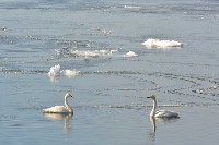 Рекордное количество лебедей зарегистрировали на Южных Курилах, Фото: 4