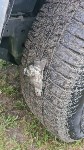 Зарытые в землю холодильники с кровью обнаружили на Сахалине, Фото: 1
