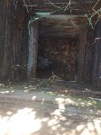 Спасение собак в Южно-Сахалинске, Фото: 1
