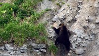 Медведи раскопали сардины, выброшенные на побережье Курил ещё зимой, Фото: 2