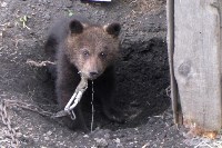Медведица Юлька празднует ровно год после новоселья в сахалинском зоопарке, Фото: 1