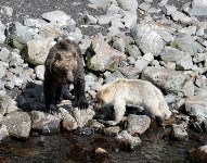 В заповеднике «Курильский» повстречалась бурая медведица с белоснежным медвежонком, Фото: 5