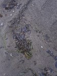 В Анивском районе снова обнаружили пятна мазута, Фото: 7