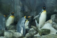 видел я и более многочисленных пингвинов, но в неволе..., Фото: 1