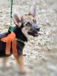 В рамках выставки беспородных собак в Южно-Сахалинске 8 питомцев обрели хозяев, Фото: 283
