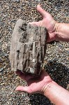 Ракушку возрастом 15 миллионов лет нашли туристы на Сахалине, Фото: 9