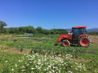 Сахалинский «клубничный» фермер собирает первый урожай из новой теплицы, Фото: 11