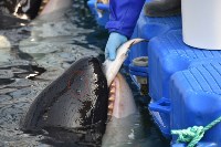 Эксперты: у белух и косаток в "китовой тюрьме" быстро развиваются кожные заболевания, Фото: 7