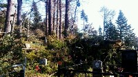 Кладбище в Яблочном завалило соснами, Фото: 4