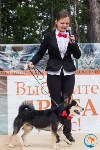 В рамках выставки беспородных собак в Южно-Сахалинске 8 питомцев обрели хозяев, Фото: 185