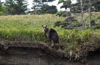 Медведи раскопали сардины, выброшенные на побережье Курил ещё зимой, Фото: 4