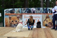 В рамках выставки беспородных собак в Южно-Сахалинске 8 питомцев обрели хозяев, Фото: 5