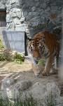 Тигру в сахалинском зоопарке исполнилось 9 лет, Фото: 6