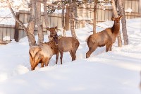Зоопарк в Южно-Сахалинске откапывается от снега, Фото: 1