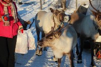 Якутские олени обживаются на севере Сахалина: фоторепортаж из Ногликского района, Фото: 45