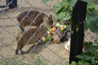 «Водных свинок» в зоопарке Южно-Сахалинска накормили арбузом, Фото: 3