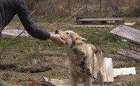 В сахалинском СНТ умирают от голода собаки, Фото: 2