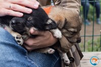 В рамках выставки беспородных собак в Южно-Сахалинске 8 питомцев обрели хозяев, Фото: 156