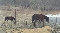 Две лошади самостоятельно ищут пропитание на окраине Южно-Сахалинска, Фото: 6