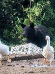 Медведь пришёл к дачникам в Пригородном, Фото: 1