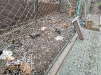 Стая бездомных собак разгромила курятник во дворе, Фото: 1