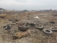 У бывшего завода в Корсаковском районе гудрон впитывается в землю, Фото: 20