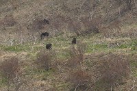 Сахалинцы встретили семью медведей, Фото: 8