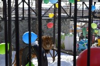 День рождения льва Лорда отметили в сахалинском зоопарке, Фото: 7