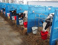 Коров на сахалинской ферме будут катать на «Карусели», Фото: 2