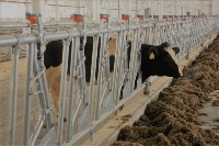 На Сахалин привезли больше 200 коров для нового молочного производства , Фото: 11