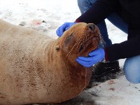 Морского льва спасли сотрудники фонда «Зеленый Сахалин», Фото: 2