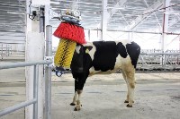 На Сахалин привезли больше 200 коров для нового молочного производства , Фото: 5