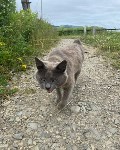Бабушка на курильском острове Шикотан тратит пенсию на корм для брошенных 20 котов, Фото: 8