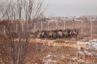 Около сотни благородных оленей доставили на Сахалин, Фото: 48