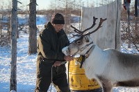 Якутские олени обживаются на севере Сахалина: фоторепортаж из Ногликского района, Фото: 101