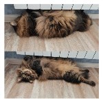 На конкурс astv.ru прислали больше ста фото теплолюбивых сахалинских котиков, и они потрясающие, Фото: 43