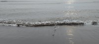 Сахалинец рассказал о "геноциде лососей" в Невельском районе, Фото: 7