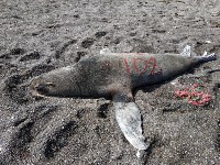 Тюлень с практически отрезанной головой пришёл за помощью к сахалинцам, Фото: 16