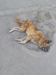 Догхантеры убивают собак на глазах у детей в Южно-Сахалинске, Фото: 6